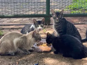Gato raça Srd idade 2 a 6 meses nome Sem nomes 