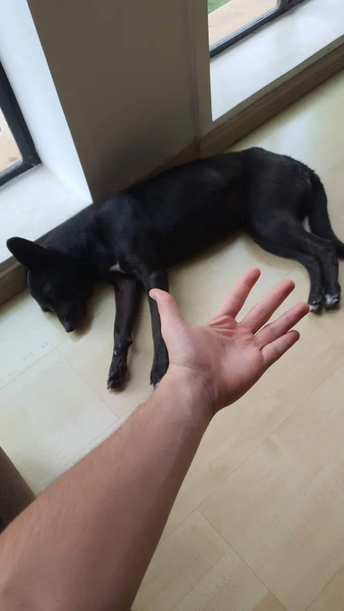 Cachorro ra a Vira lata idade 1 ano nome Cloe