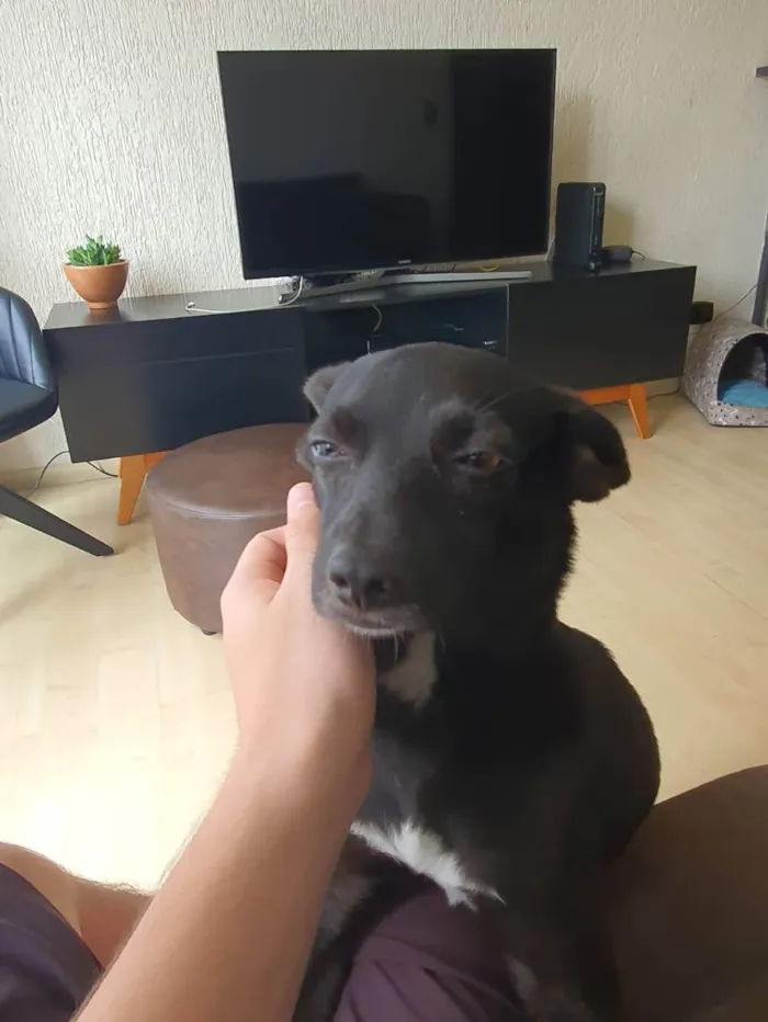 Cachorro ra a Vira lata idade 1 ano nome Cloe