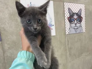 Gato raça Srd idade Abaixo de 2 meses nome Carolina