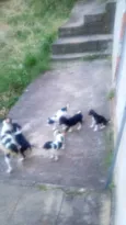 5 filhotes