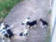 5 filhotes
