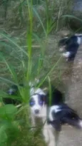 5 filhotes