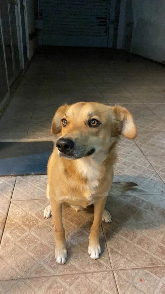 Cachorro ra a Mestiço  idade Abaixo de 2 meses nome Caramelo 