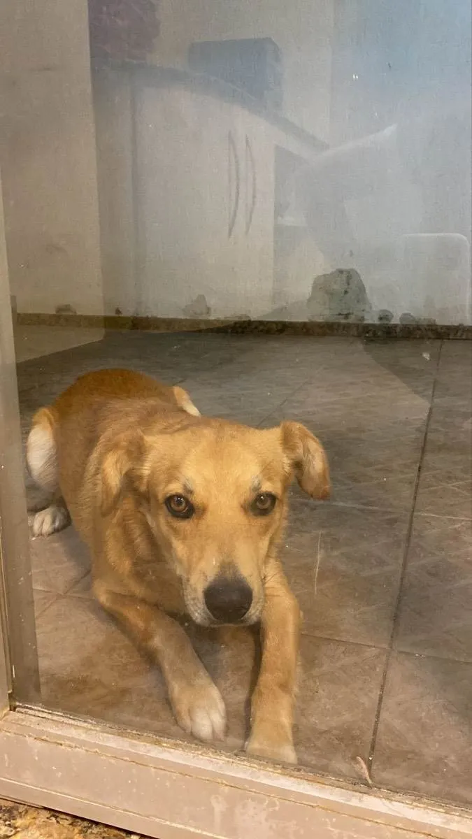 Cachorro ra a Mestiço  idade Abaixo de 2 meses nome Caramelo 