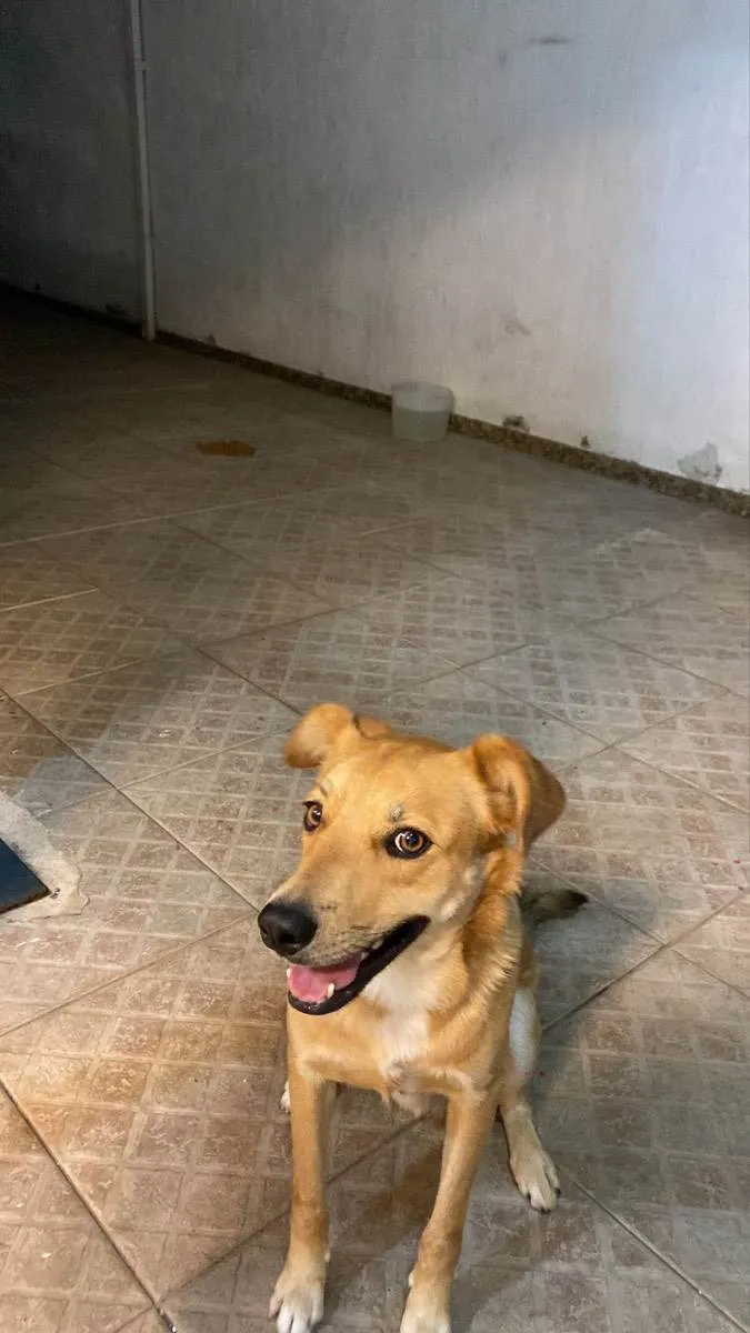 Cachorro ra a Mestiço  idade Abaixo de 2 meses nome Caramelo 