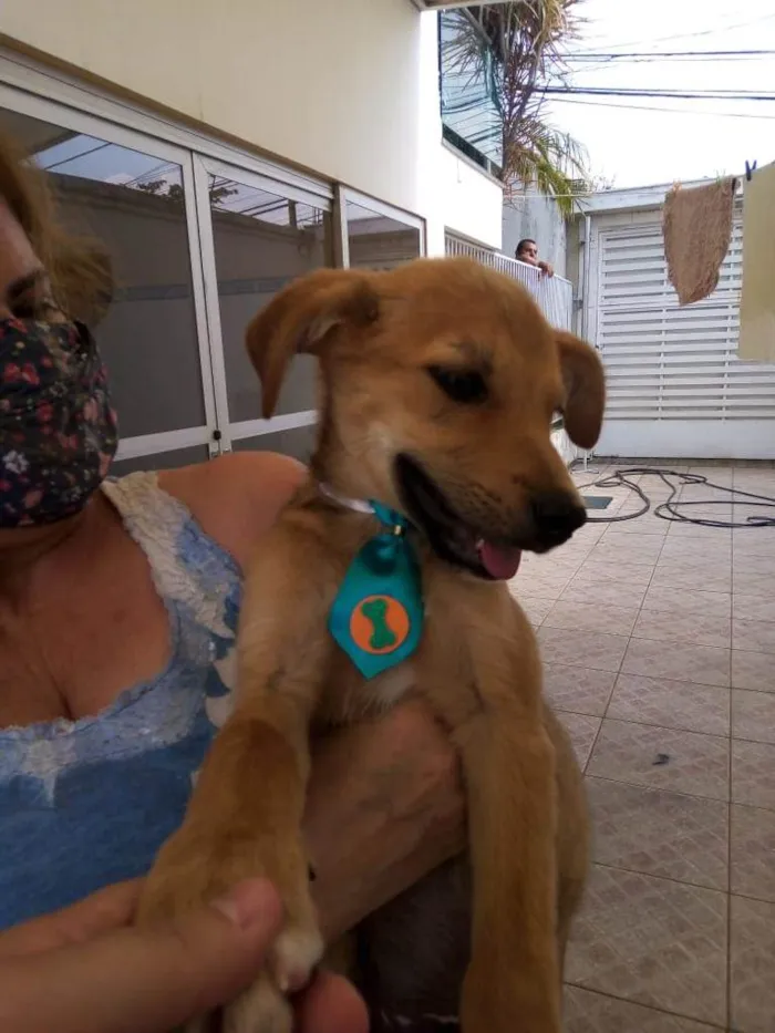 Cachorro ra a Mestiço  idade Abaixo de 2 meses nome Caramelo 