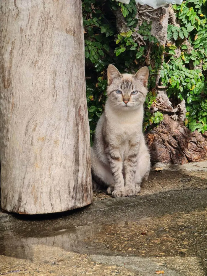 Gato ra a Indefinida  idade 7 a 11 meses nome Princesinha 