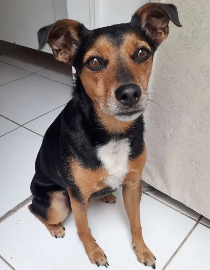 Cachorro raça SRD idade 2 anos nome CARAMELO