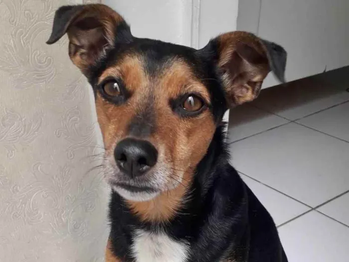 Cachorro raça SRD idade 2 anos nome CARAMELO