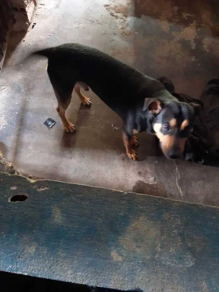 Cachorro ra a Vira lata idade 2 anos nome Jax