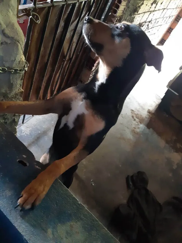 Cachorro ra a Vira lata idade 2 anos nome Jax