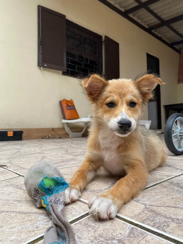 Cachorro ra a Vira lata idade 2 a 6 meses nome Viti