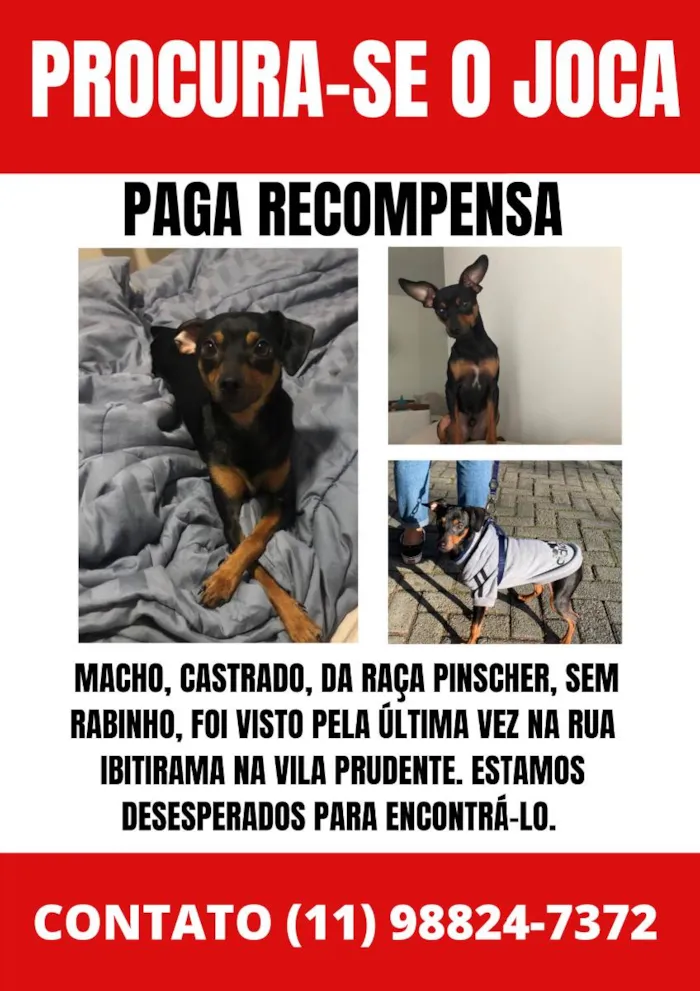 Cachorro ra a Pinscher idade 2 anos nome Joca