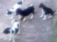 5 filhotes
