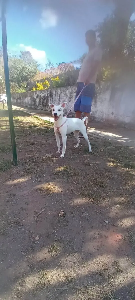 Cachorro ra a Sem raça definida  idade 1 ano nome Charlotte 