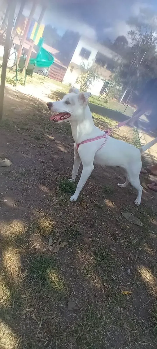 Cachorro ra a Sem raça definida  idade 1 ano nome Charlotte 