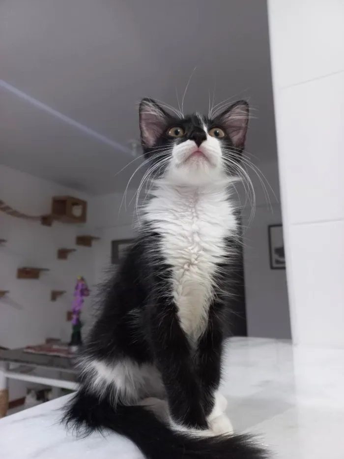 Gato raça Sem raça definida  idade 2 a 6 meses nome Amora