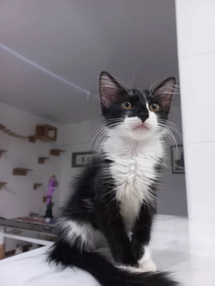 Gato raça Sem raça definida  idade 2 a 6 meses nome Amora