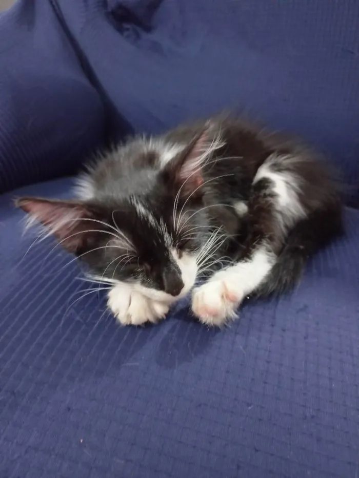 Gato raça Sem raça definida  idade 2 a 6 meses nome Amora