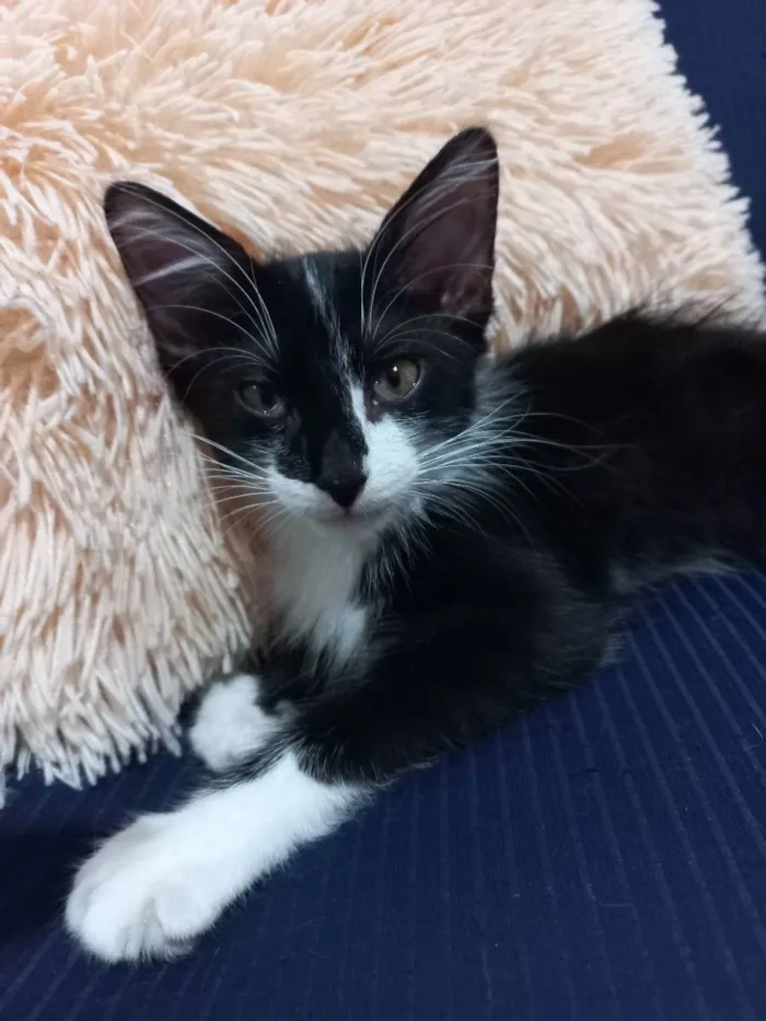 Gato raça Sem raça definida  idade 2 a 6 meses nome Amora