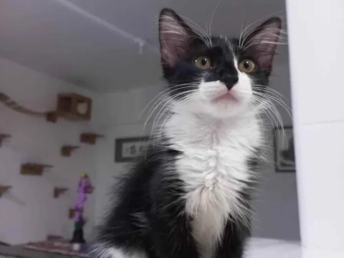 Gato raça Sem raça definida  idade 2 a 6 meses nome Amora