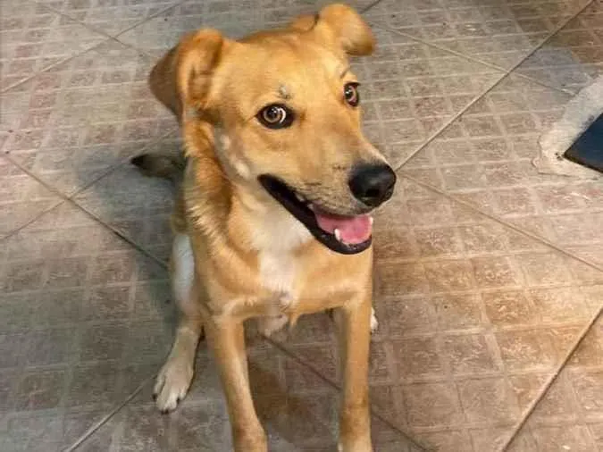 Cachorro ra a Mestiço  idade Abaixo de 2 meses nome Caramelo 