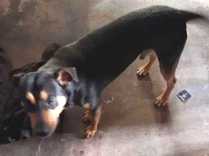 Cachorro ra a Vira lata idade 2 anos nome Jax