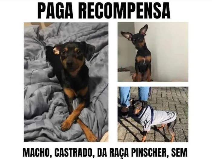 Cachorro ra a Pinscher idade 2 anos nome Joca