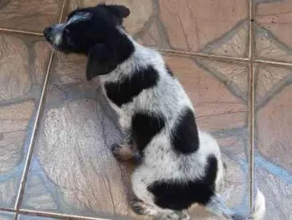 Cachorro raça Viralata idade 7 a 11 meses nome Jade