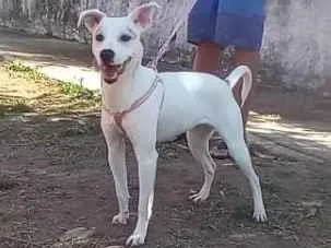 Cachorro ra a Sem raça definida  idade 1 ano nome Charlotte 