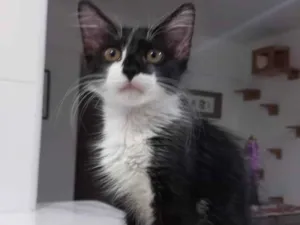 Gato raça Sem raça definida  idade 2 a 6 meses nome Amora