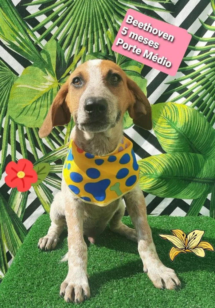 Cachorro raça  idade 2 a 6 meses nome Beethoven 
