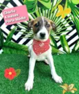 Cachorro raça  idade 2 a 6 meses nome Charlie