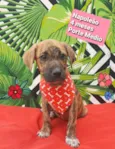 Cachorro raça  idade 2 a 6 meses nome Napoleão 
