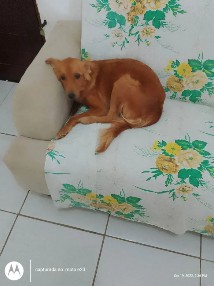 Cachorro raça Golden retriever  idade 2 anos nome Dalila 