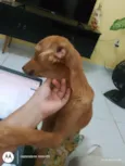 Dalila 