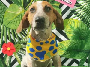 Cachorro raça  idade 2 a 6 meses nome Beethoven 