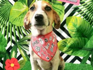 Cachorro raça  idade 2 a 6 meses nome Bartholomeu 