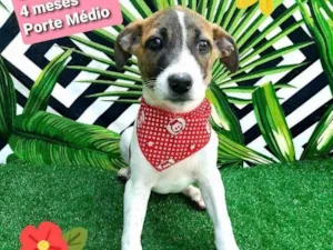 Cachorro raça  idade 2 a 6 meses nome Charlie