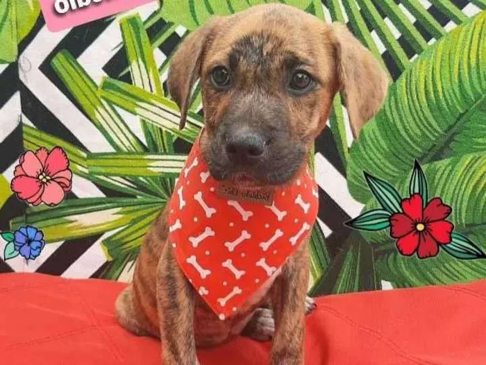 Cachorro raça  idade 2 a 6 meses nome Napoleão 