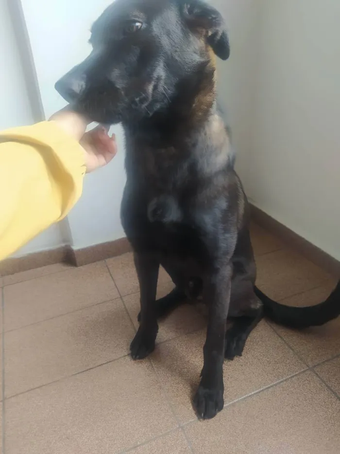 Cachorro ra a Raça indefinida  idade 7 a 11 meses nome Lucky