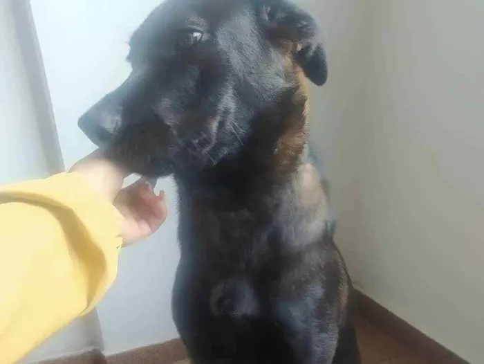 Cachorro ra a Raça indefinida  idade 7 a 11 meses nome Lucky