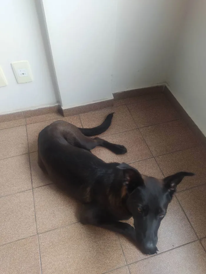 Cachorro ra a Raça indefinida  idade 7 a 11 meses nome Lucky