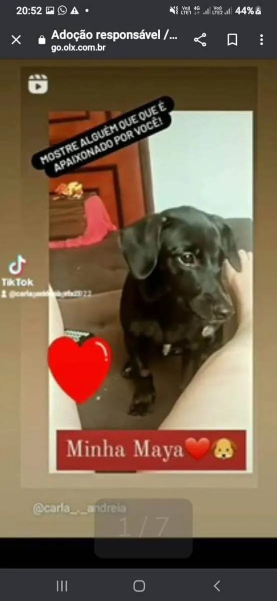 Cachorro ra a Coffap misturada idade 1 ano nome Maya