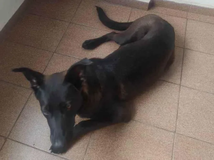 Cachorro ra a Raça indefinida  idade 7 a 11 meses nome Lucky