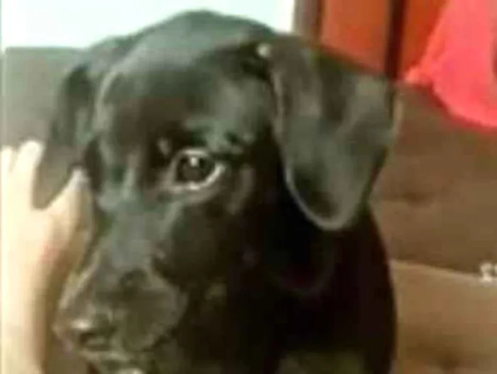 Cachorro ra a Coffap misturada idade 1 ano nome Maya