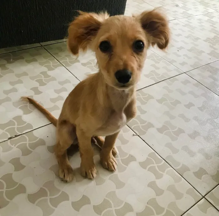 Cachorro ra a S.R.D idade 2 a 6 meses nome Popi