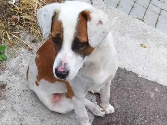 Cachorro ra a Não sei idade 1 ano nome Sem nome