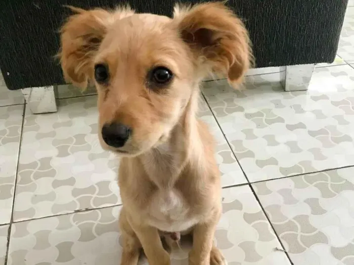 Cachorro ra a S.R.D idade 2 a 6 meses nome Popi